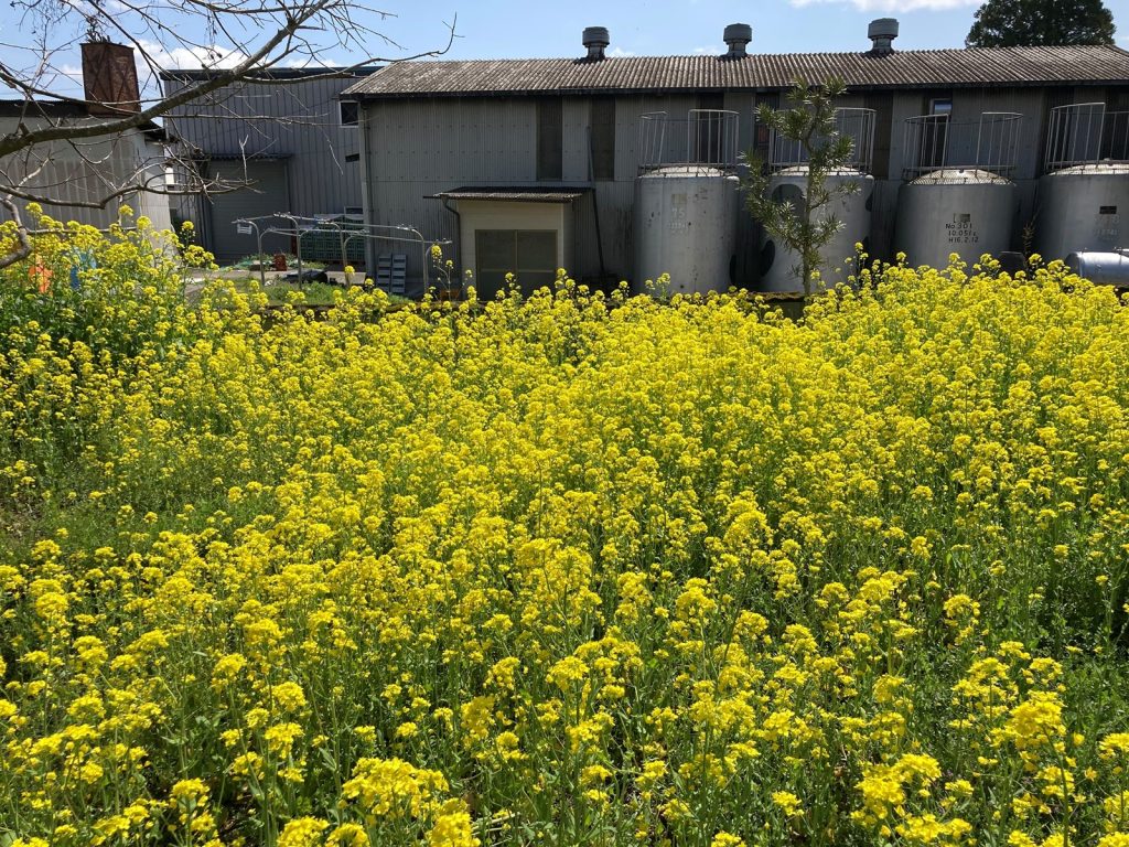 球磨川｜菜の花｜